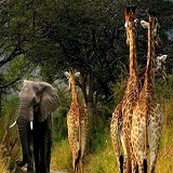 2 Days Tanzania sharing safari to Tarangire National Park & Ngorongoro Crater