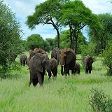 3 days sharing safari to Tarangire, Ngorongoro and Lake Manyara N.P
