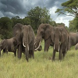 4 days sharing  trip to Serengeti, Tarangire and Ngorongoro