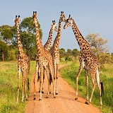 4 days sharing Tanzania safari trip to Serengeti, Tarangire and Ngorongoro