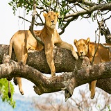 4 days sharing safari to Serengeti, Tarangire and Ngorongoro
