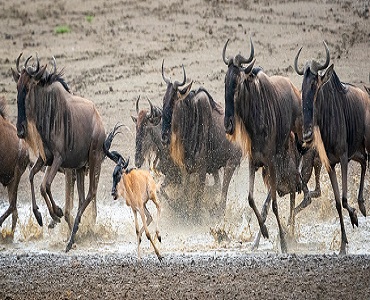 Private Ndutu migration safari calving season 4 days