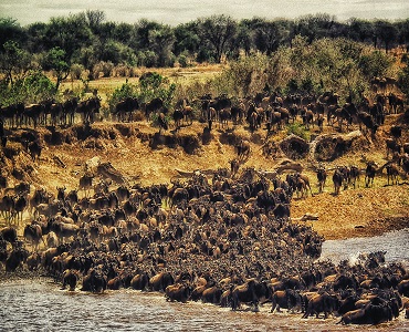 Serengeti Migration safari tours 4 days