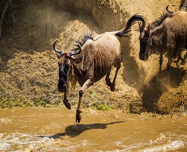 4 days Wildebeest Migration Safari calving season