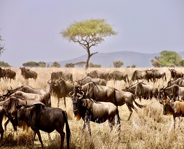 4 days travel safari to Serengeti National Park & Ngorongoro Crater