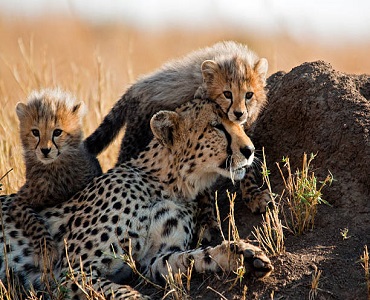 5 days Tanzania joining safari to Tarangire, Serengeti, Ngorongoro and Manyara