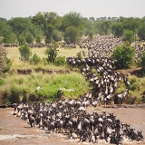 5 days Tanzania sharing safari to Serengeti, Tarangire, Ngorongoro & Lake Manyara