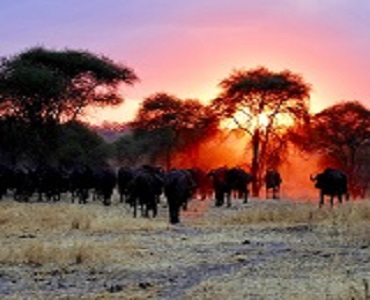 Five days Serengeti Tanzania Wildebeest migrations (Serengeti & Ngorongoro)