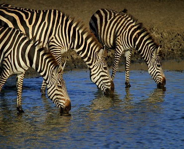 6 days safari tours to Arusha, Manyara, Tarangire, Serengeti and Ngorongoro