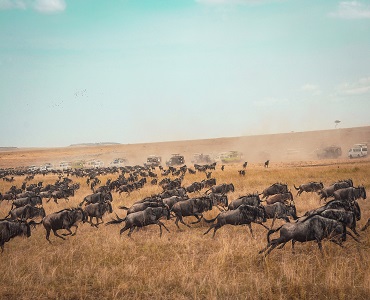 6 days Tanzania Wildebeest Migration-June