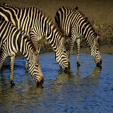 Tanzania travel safari day trip to Arusha National Park