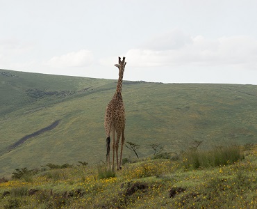 Ngorongoro crater daytrip from Arusha or Moshi