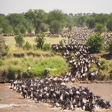 6 days Tanzania Wildebeest Migration - June