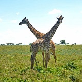Tarangire national park 1 day safari tours in Tanzania
