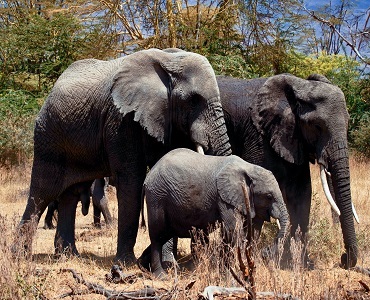 2 days sharing safari to Tarangire and Ngorongoro