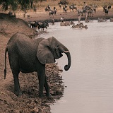 2 Days Tanzania sharing safaris to Tarangire National Park & Ngorongoro Crater
