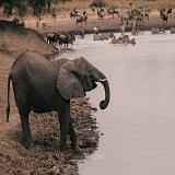 2 days safari to Kilimanjaro Day Hiking and Tarangire National Park