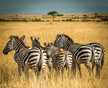 Tarangire National Park 1 day safari tours in Tanzania